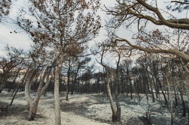 Riserva Naturale di Metaponto 'daki İtalyan çam korusu yangından ya da şenlik ateşinden zarar görmüş bir ortam gösteriyor. Pineta, çam ormanı alevlerle yandı sıcak hava ve sıcaklığın çevreye ne kadar zarar verdiğini gösteriyor - Metaponto, Basilicata, İtalya