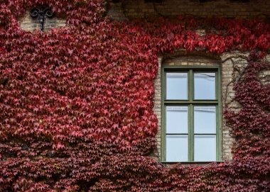 Sonbaharda yoğun kırmızı sarmaşıklar eski bir pencerenin etrafını sarıp binanın ön cephesine tırmanıyor. Hedera yapraklarıyla kaplı dış bina kendini koruma, sıcaklık ve samimiyet duygusunu taşır. Alnarp, İsveç