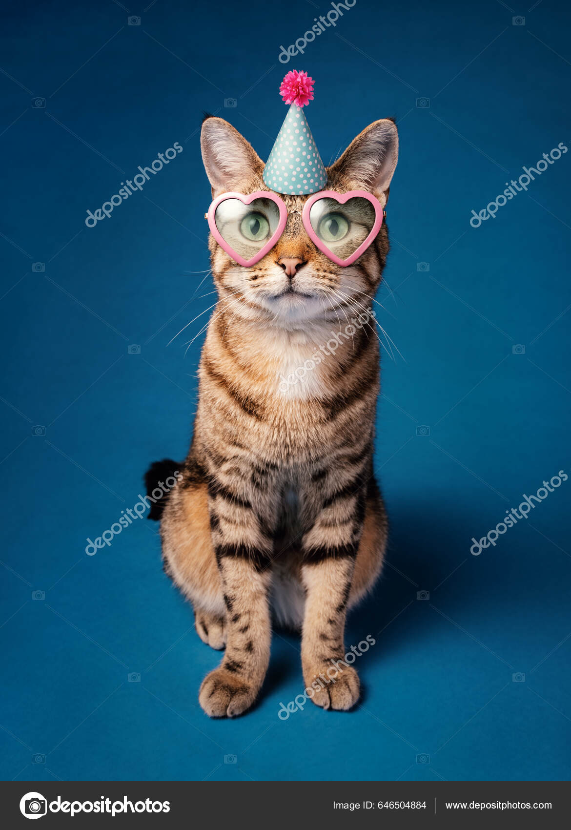 Happy Funny Party Chat Avec Chapeau D'anniversaire Lunettes Soleil