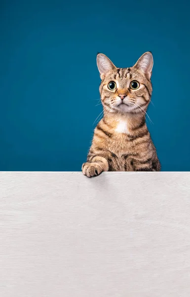 Gato Bonito Tabby Olhando Para Esquerda Atrás Placa Mensagem Branca — Fotografia de Stock