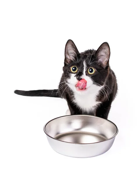 Hungry Black White Tuxedo Kitten Lecca Labbra Attesa Cibo Piatto — Foto Stock