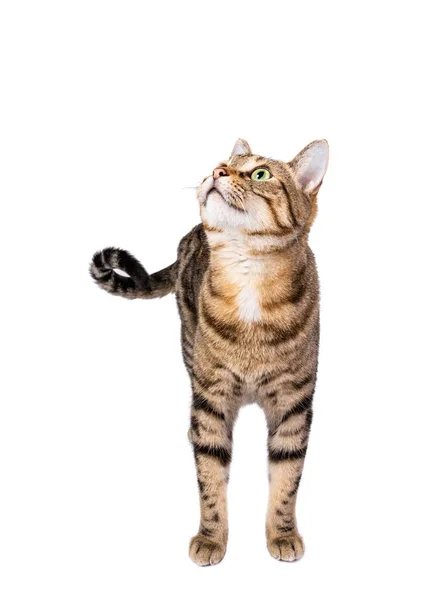Cute Adult Tabby Cat Standing Looking Isolated White — Stock Photo, Image