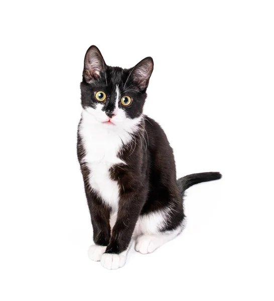 Schattige Zwart Witte Smoking Kitten Zit Kijkt Naar Camera Geïsoleerd Stockfoto