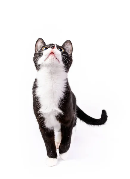 Schattige Zwart Witte Smoking Kitten Staan Kijken Omhoog Geïsoleerd Wit Rechtenvrije Stockafbeeldingen