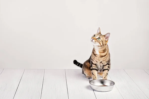 Hora Jantar Para Gato Doméstico Com Fome Bonito Sentado Esperando — Fotografia de Stock