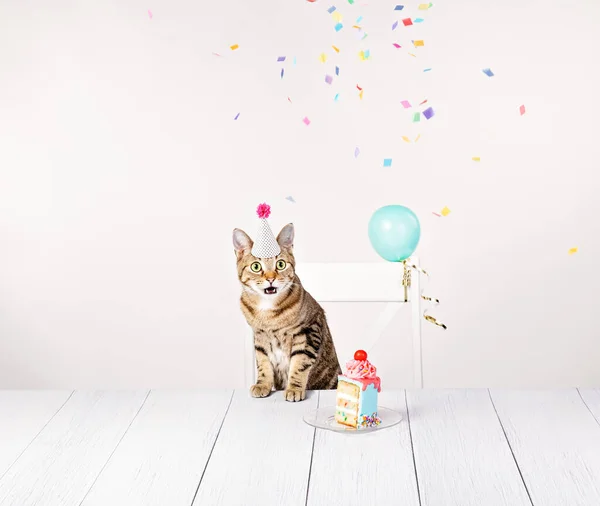 Surprised cat at his birthday party with a slice of cake, confetti and balloons.