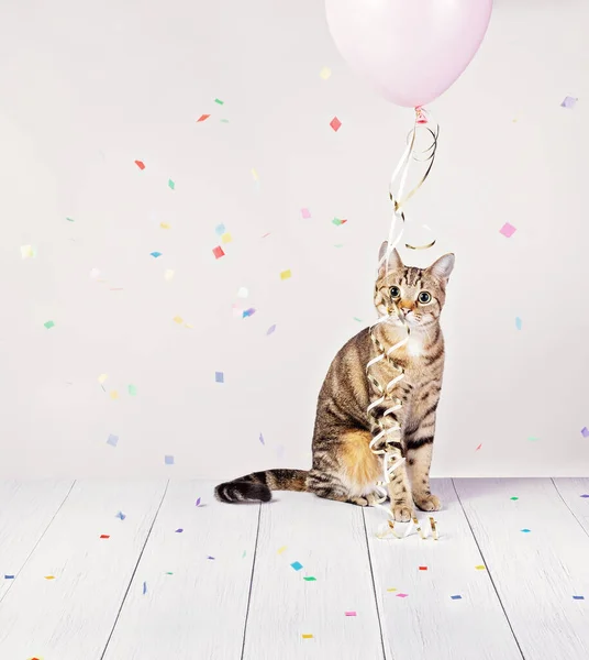 Adorable cat looking at camera plays with balloon while celebrating as paper confetti falls on a white background. Birthday Party or New Years celebration.