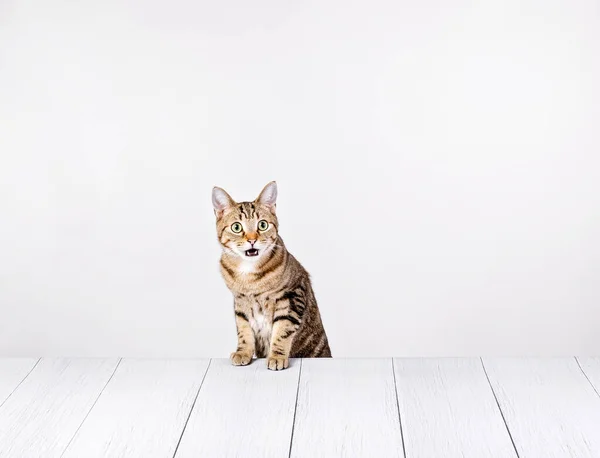 Divertido Gato Tabby Hace Una Cara Sorpresa Mirando Cámara Mientras Imagen de stock