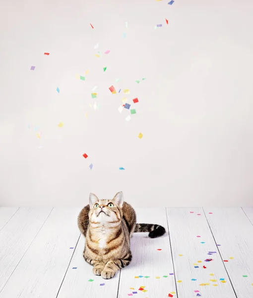 Feliz Gato Doméstico Tabby Comemorando Aniversário Olhando Para Cima Como Fotografia De Stock
