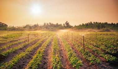 Yağmurlama sistemi üzerinde yeşil bir sebze bahçesinde günbatımında çalışan su. Seçici odak