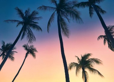 Gün batımında sahilde siluet hindistan cevizi palmiyeleri. Klasik ton.