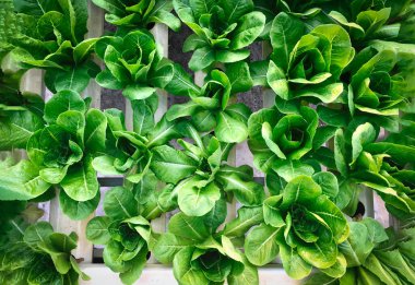 Tayland 'daki çiftlikte yeşil hidroponik organik salata. Seçici odak