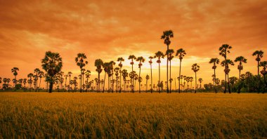 Şeker palmiyesi ve yeşil çeltik tarlası gün batımında.