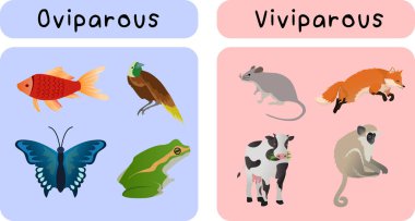 oviparous animals and viviparous animal groups classified by how they breed vector illustration, biology education clipart