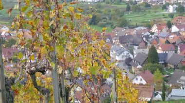 Sonbaharda üzüm bağları, hasat edilen üzümler, Almanya 'nın Baden Wurttemberg kentindeki tipik bir Alman köyüne tepeden bakan hoş vadide sararmış yapraklar. Muhteşem kırsal manzara Üzüm bağları manzarası