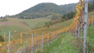 Sonbaharda üzüm bağları, hasat edilen üzümler, Almanya, Kara Orman, Baden Wurttemberg 'in güzel vadisinde sararmış yeşillikler. Muhteşem kırsal manzara bir tepenin üstündeki üzüm bağları manzarası.