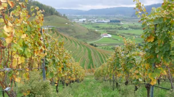 Herbstliche Weinberge Geerntete Trauben Vergilbtes Laub Reizvollen Tal Des Schwarzwaldes — Stockvideo