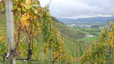 Sonbaharda üzüm bağları, hasat edilen üzümler, Almanya, Kara Orman, Baden Wurttemberg 'in güzel vadisinde sararmış yeşillikler. Muhteşem kırsal manzara bir tepenin üstündeki üzüm bağları manzarası.