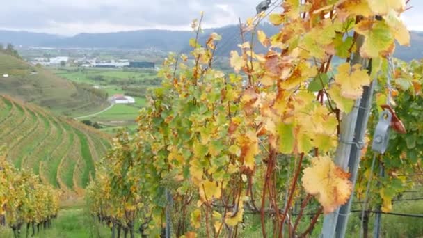 Wijngaarden Herfst Geoogste Druiven Geelgroen Het Prachtige Dal Van Het — Stockvideo