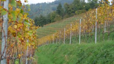 Sonbaharda üzüm bağları, hasat edilen üzümler, Almanya, Kara Orman, Baden Wurttemberg 'in güzel vadisinde sararmış yeşillikler. Muhteşem kırsal manzara bir tepenin üstündeki üzüm bağları manzarası.