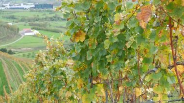 Sonbaharda üzüm bağları, hasat edilen üzümler, Almanya, Kara Orman, Baden Wurttemberg 'in güzel vadisinde sararmış yeşillikler. Muhteşem kırsal manzara bir tepenin üstündeki üzüm bağları manzarası.