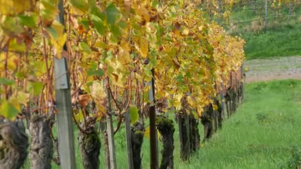 Cena Rural Vinhas Bem Aparadas Bem Cuidadas Outono Folhas Amareladas — Vídeo de Stock