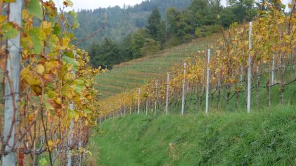 秋天的葡萄园 收获了葡萄 在德国巴登符腾堡的黑森林的令人愉快的山谷里 叶子泛黄 雄伟的乡村景色 山丘上的葡萄园风光 — 图库视频影像
