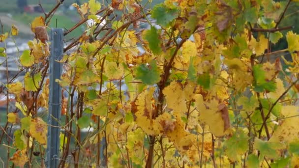 Venkovská Scéna Úhledně Upravených Pěstěných Vinic Podzim Žluté Listy Sklizené — Stock video