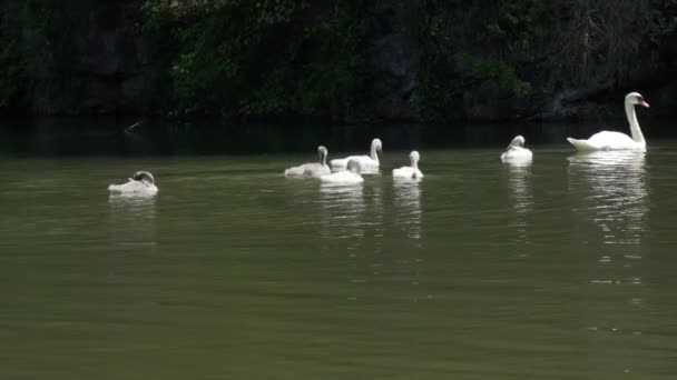 Swan Family Lake Adult Swans Children Swim Lake Park — 图库视频影像