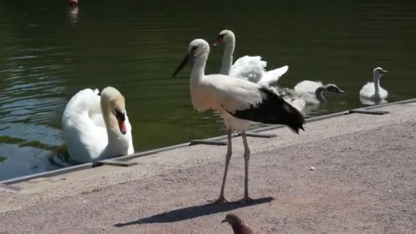 Swan Family Lake Adult Swans Children Swim Lake Park Stork — Stock Video