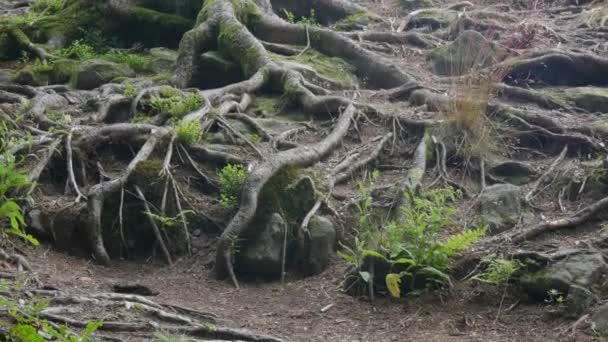 Huge Branched Long Old Tree Roots Overgrown Moss Tree Roots — Vídeos de Stock