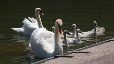 Swan family on the lake. Adult swans and their children swim on the lake in the park.