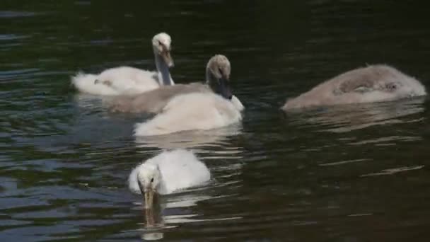 Swan Family Lake Adult Swans Children Swim Lake Park — Vídeo de Stock