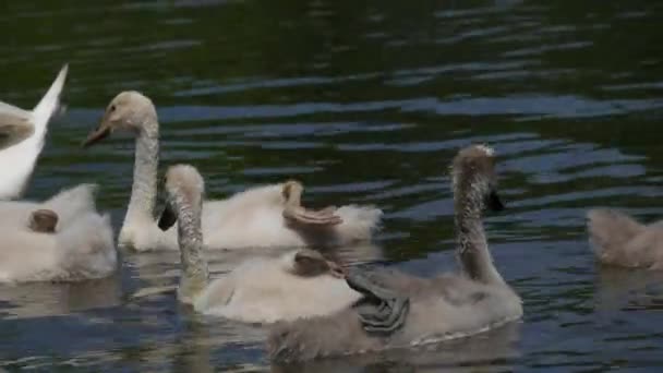 Swan Family Lake Adult Swans Children Swim Lake Park — 비디오