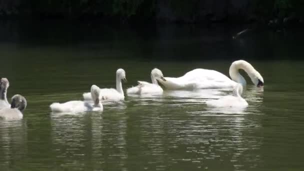 Swan Family Lake Adult Swans Children Swim Lake Park — Vídeo de Stock