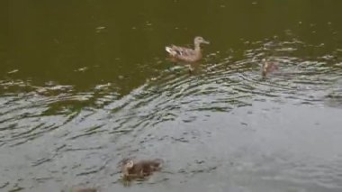 Bir ördek ailesi ve yetişkin bir ördek gölün siyah yüzeyinde yüzüyor..