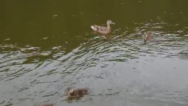 Family Ducklings Adult Duck Swim Black Surface Lake — стоковое видео