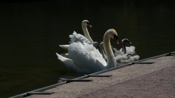 Swan Familie Het Meer Volwassen Zwanen Hun Kinderen Zwemmen Het — Stockvideo