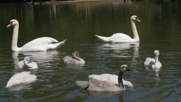 Swan Family Lake Adult Swans Children Swim Lake Park — Vídeos de Stock
