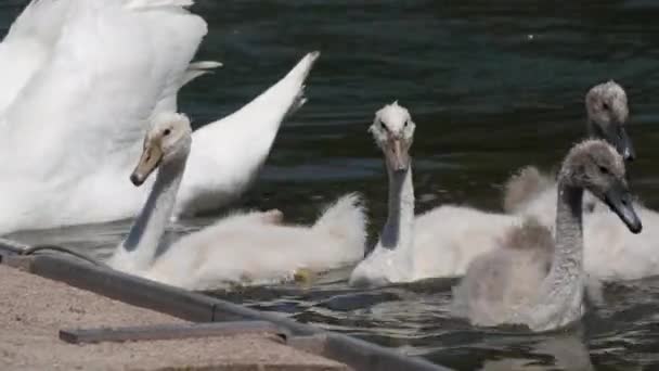 Swan Family Lake Adult Swans Children Swim Lake Park — Stock Video