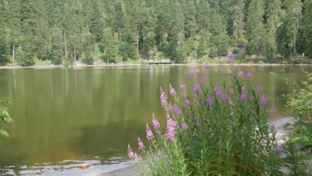 Mummelsee Germany July 2022 View Lake Shore Forest Black Forest — Stok video