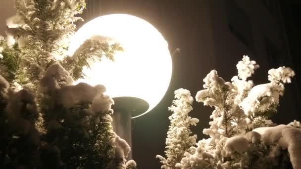Στρογγυλή Λάμπα Μια Χειμωνιάτικη Νύχτα Δίπλα Στους Χιονισμένους Θάμνους Χειμώνας — Αρχείο Βίντεο