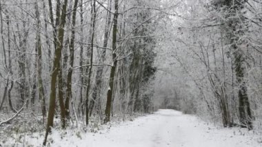 Kış ormanı, beyaz ağaçlar, karla kaplı dallar, çöl yalnız yürüyüşü..