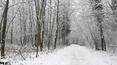 Kış ormanı, beyaz ağaçlar, karla kaplı dallar, çöl yalnız yürüyüşü..