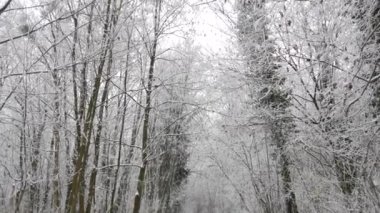 Kış ormanı, beyaz ağaçlar, karla kaplı dallar, çöl yalnız yürüyüşü..