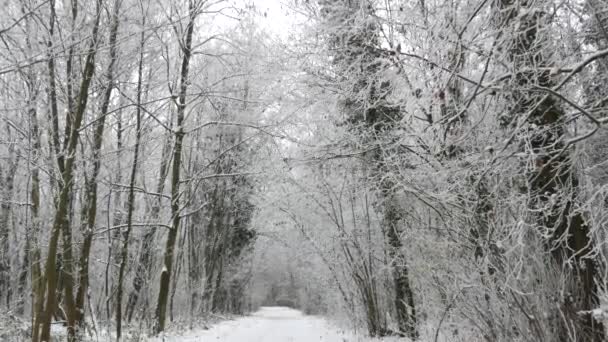 Winter Bos Witte Bomen Takken Bedekt Met Sneeuw Woestijn Eenzame — Stockvideo