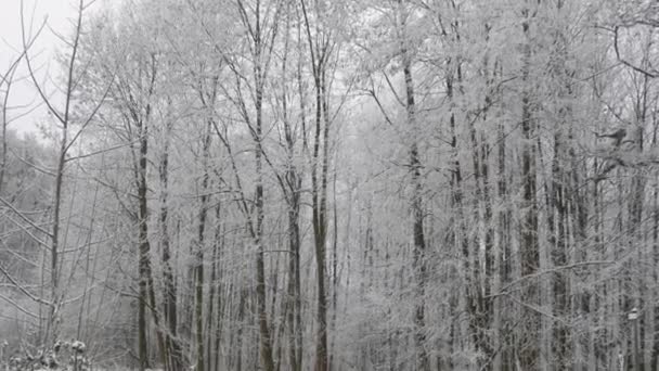 Floresta Inverno Árvores Brancas Ramos Cobertos Neve Deserto Passeio Solitário — Vídeo de Stock