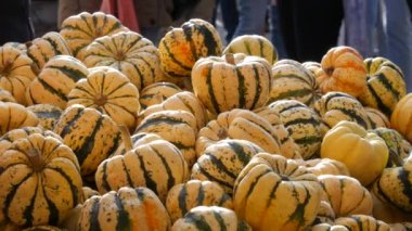 Balkabağı hasadı. Tahta kutularda çok sayıda balkabağı var. Sonbahar güneşinin ılık günbatımında çeşitli şekillerde renkler ve boyutlarda balkabakları. Sonbahar Cadılar Bayramı hazırlığı.