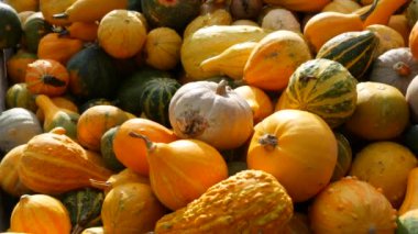 Balkabağı hasadı. Tahta kutularda çok sayıda balkabağı var. Sonbahar güneşinin ılık günbatımında çeşitli şekillerde renkler ve boyutlarda balkabakları. Sonbahar Cadılar Bayramı hazırlığı.