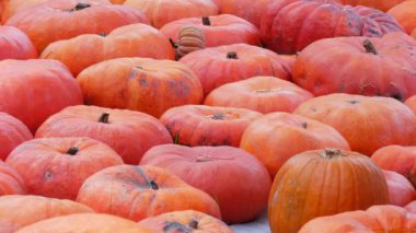 Balkabağı hasadı. Batan güneşin sonbahar ışınlarında sahada çok sayıda çok sayıda balkabağı var. Farklı şekil ve boyutlarda kırmızı ya da turuncu kabaklar. Cadılar Bayramı hazırlığı.